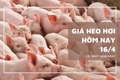 Ngày 16/4, giá heo hơi biến động không đồng nhất 1.000 đồng/kg