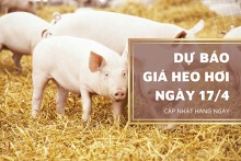 Dự báo giá heo hơi ngày 17/4, xu hướng tăng diễn ra tại nhiều tỉnh thành?