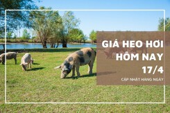 Giá heo hơi tăng nhẹ 1.000 đồng/kg ở nhiều địa phương ngày 17/4