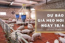 Dự báo giá heo hơi 18/4, thị trường tiếp đà tăng ở nhiều nơi?