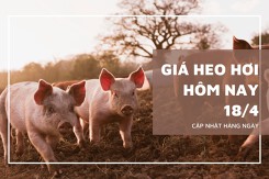 Ngày 18/4, giá heo hơi tiếp tục tăng nhanh tại ba miền