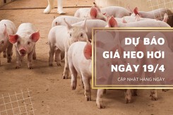 Dự báo giá heo hơi sẽ chững lại trong phiên ngày 19/4?