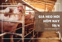 Ngày 19/4, giá heo hơi khu vực phía Bắc tăng nhẹ 1.000 đồng/kg