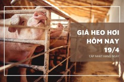 Ngày 19/4, giá heo hơi khu vực phía Bắc tăng nhẹ 1.000 đồng/kg