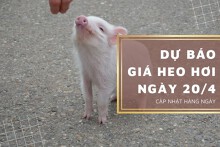 Dự báo giá heo hơi 20/4, xu hướng tăng nhẹ vẫn duy trì?