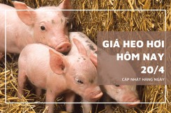 Giá heo hơi ba miền ngày 20/4 đồng loạt tăng 1.000 đồng/kg