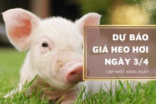 Dự báo giá heo hơi ngày 3/4: Thị trường điều chỉnh tăng ở nhiều nơi?