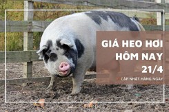 Ngày 21/4, giá heo hơi sẽ tiếp đà tăng trong tuần tới?
