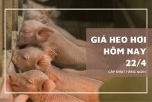 Giá heo hơi tăng ngày 22/4, thị trường tiếp tục tăng từ 1.000 đồng/kg đến 2.000 đồng/kg