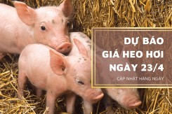 Dự báo giá heo hơi ngày 23/4, nhiều tỉnh, thành sẽ điều chỉnh tăng mạnh?