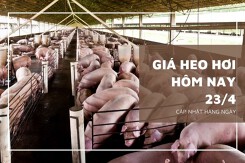 Giá heo hơi tiếp đà tăng cao nhất 2.000 đồng/kg vào ngày 23/4