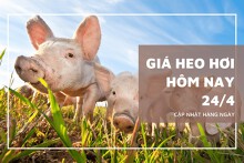 Giá heo hơi ngày 24/4, thị trường tiếp tục tăng nhẹ 1.000 đồng/kg