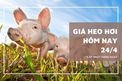 Giá heo hơi ngày 24/4, thị trường tiếp tục tăng nhẹ 1.000 đồng/kg