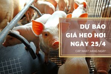 Dự báo giá heo hơi ngày 25/4, xu hướng tăng sẽ tiếp diễn ở nhiều tỉnh, thành?