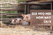 Giá heo hơi hôm nay 25/4 tăng 1.000 đồng/kg ở một vài địa phương