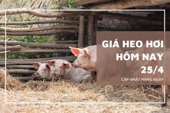 Giá heo hơi hôm nay 25/4 tăng 1.000 đồng/kg ở một vài địa phương