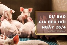 Dự báo giá heo hơi 26/4 sẽ tiếp đà tăng nhẹ ở nhiều nơi?