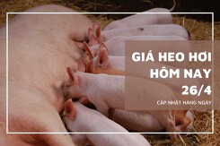 Giá heo hơi ngày 26/4, thị trường ổn định