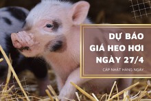 Dự báo giá heo hơi ngày 27/4 sẽ tiếp tục chững lại?