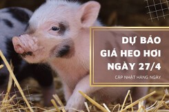 Dự báo giá heo hơi ngày 27/4 sẽ tiếp tục chững lại?