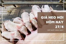 Giá heo hơi tăng giảm không đồng nhất ngày cuối tuần 27/4