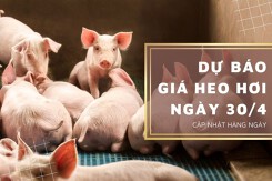 Dự báo giá heo hơi 30/4 sẽ tiếp đà tăng nhẹ ở nhiều nơi?