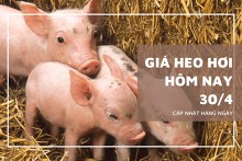 Sáng 30/4, giá heo hơi tăng giảm trái chiều từ 1.000 đồng/kg đến 2.000 đồng/kg
