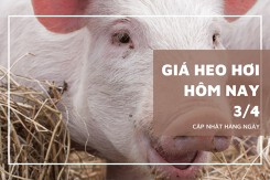 Giá heo hơi hôm nay (4/4) ổn định, cao nhất 62.000 đồng/kg