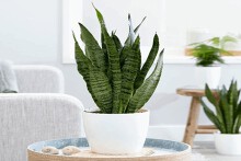 Cách chăm sóc cây lưỡi hổ trong nhà hiệu quả, tránh sâu bệnh