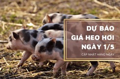 Dự báo giá heo hơi ngày 1/5, xu hướng tăng sẽ tiếp diễn?