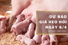 Dự báo giá heo hơi ngày (6/4) tiếp tục đi ngang trên diện rộng?