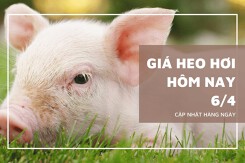 Giá heo hơi hôm nay (6/4) tăng rải rác 1.000 đồng/kg