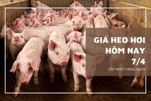 Giá heo hơi hôm nay (7/4) tiếp tục biến động trái chiều trong tuần sau?