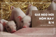 Giá heo hơi hôm nay (8/4) bình ổn ở phiên đầu tuần