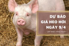 Dự báo giá heo hơi ngày (9/4) có xu hướng giảm ở nhiều nơi?