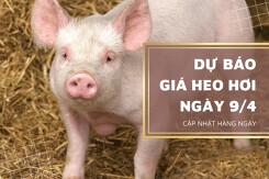 Dự báo giá heo hơi ngày (9/4) có xu hướng giảm ở nhiều nơi?