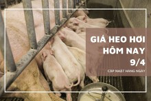 Giá heo hơi giảm nhẹ ở một vài tỉnh phía Nam trong ngày 9/4