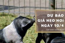 Dự báo giá heo hơi duy trì đà giảm tại một vài nơi trong ngày 10/4?