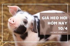 Giá heo hơi ổn định tại ba miền trong phiên ngày 10/4