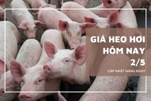 Giá heo hơi ngày 2/5, thị trường lặng sóng