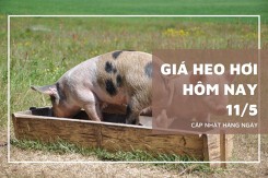 Giá heo hơi hôm nay ngày 11/5 duy trì đà tăng 1.000 đồng/kg cả ba miền