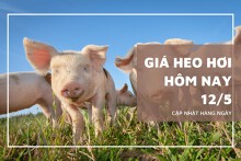Ngày 12/5, giá heo hơi tuần tới sẽ tiếp tục tăng cao tại nhiều địa phương?