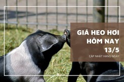 Đầu tuần 13/5, giá heo hơi tiếp đà tăng từ 1.000 đồng/kg đến 2.000 đồng/kg