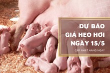 Dự báo giá heo hơi ngày 15/5 vẫn tiếp tục xu hướng tăng cao trên diện rộng?