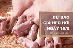 Dự báo giá heo hơi ngày 15/5 vẫn tiếp tục xu hướng tăng cao trên diện rộng?