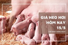 Giá heo hơi hôm nay 15/5 duy trì đà tăng ở cả ba miền