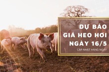Dự báo giá heo hơi ngày 16/5 sẽ tiếp đà tăng ở nhiều nơi?