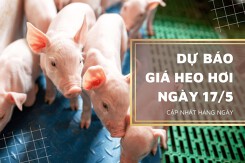 Dự báo giá heo hơi sẽ tiếp đà đi lên trong ngày 17/5?