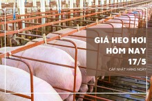 Thị trường ngày 17/5, giá heo hơi tăng cao nhất 2.000 đồng/kg