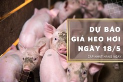 Ngày 18/5, dự báo giá heo hơi tiếp đà tăng ở các địa phương?